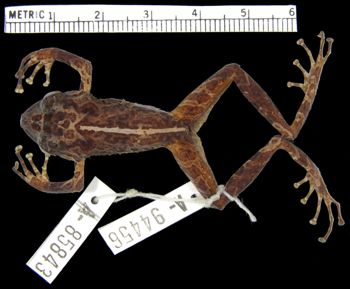 Media type: image; Herpetology A-94456